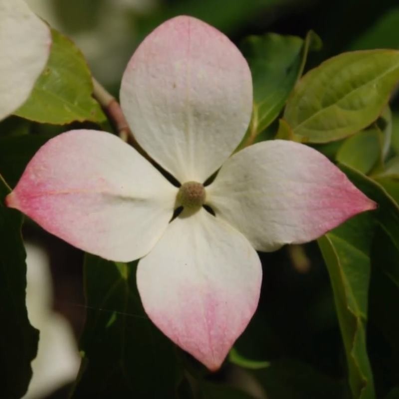 Cornus x 'Norman Haddon' - flower bracts turning pink