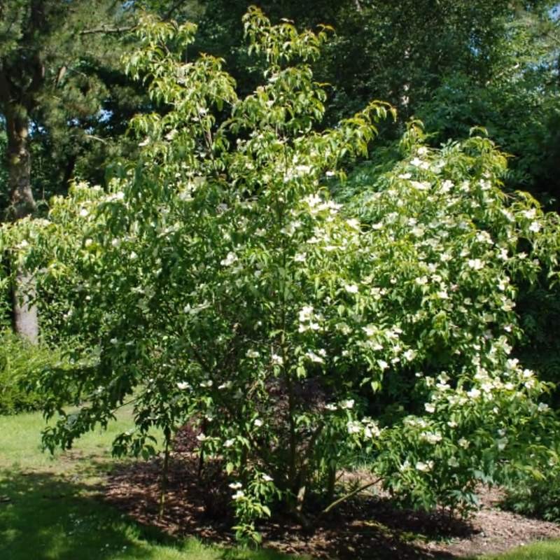 Cornus x 'Norman Haddon'