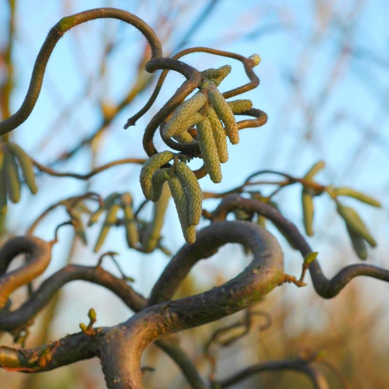 Corylus avellana 'Contorta'