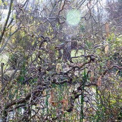 Corylus avellana 'Contorta'