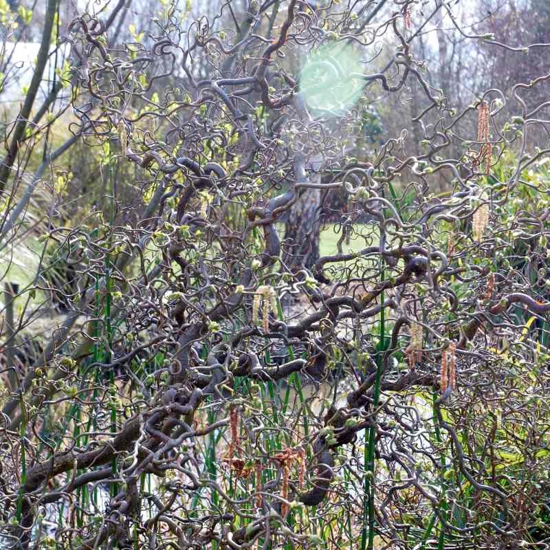 Corylus avellana 'Contorta'