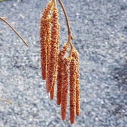 Corylus avellana 'Anaconda' - spring catkins