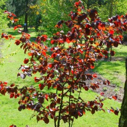 Corylus colurna 'Te Terra Red'
