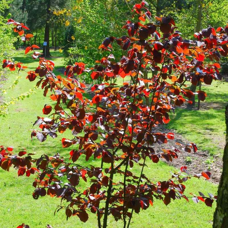 Corylus colurna 'Te Terra Red'