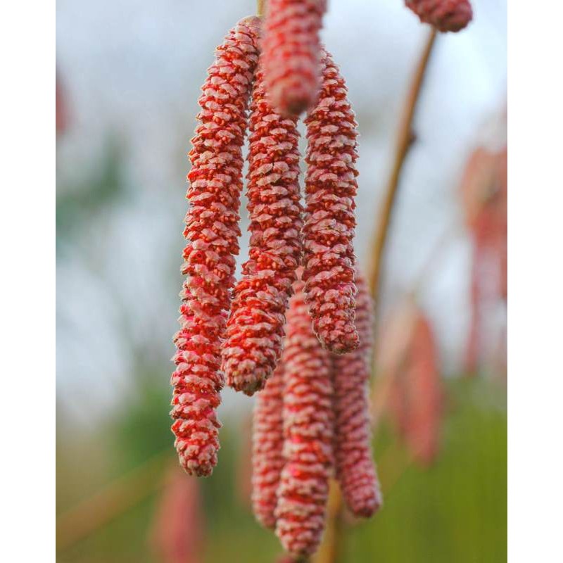 Corylus x 'Red Zellernus' - catkins