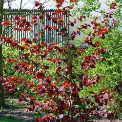 Corylus x 'Red Zellernus'