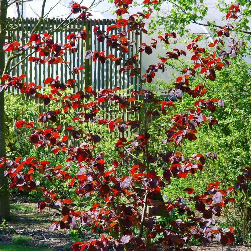 Corylus x 'Red Zellernus'