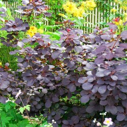 Cotinus coggygria 'Royal Purple'
