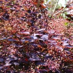 Cotinus coggygria 'Royal Purple'