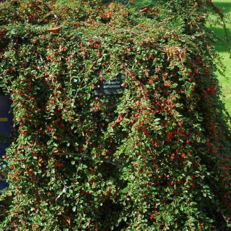 Cotoneaster astrophoros