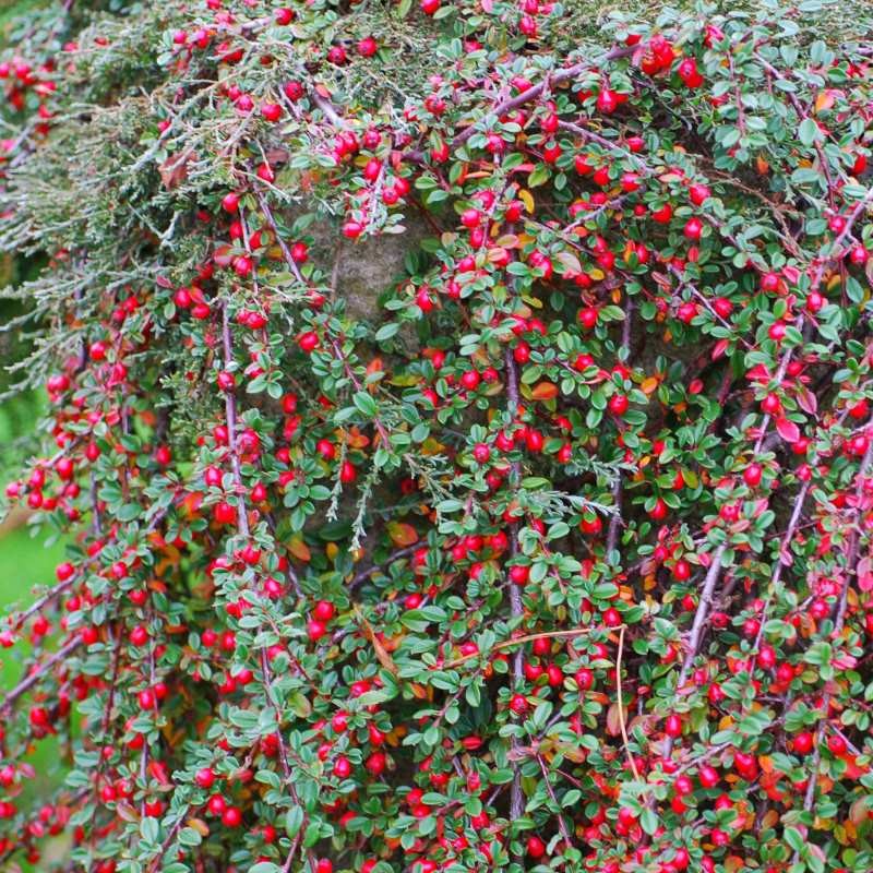 Cotoneaster astrophoros