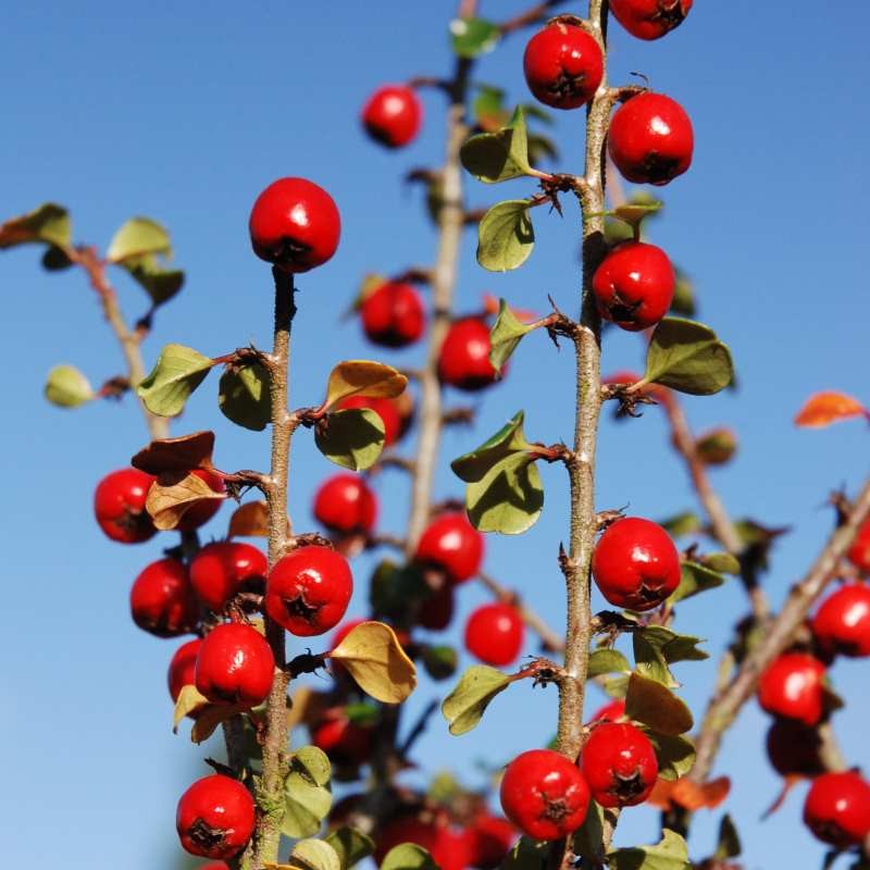 Cotoneaster cuspidatus