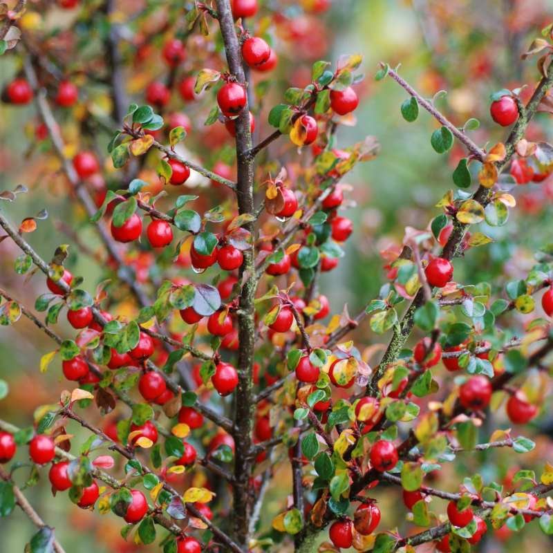 Cotoneaster cuspidatus