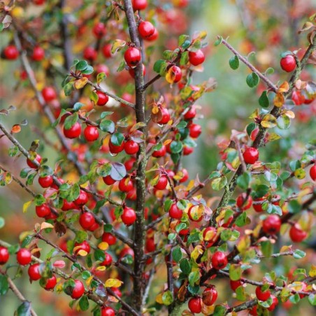 Cotoneaster cuspidatus Cotoneaster cuspidatus