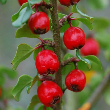 Cotoneaster cuspidatus Cotoneaster cuspidatus