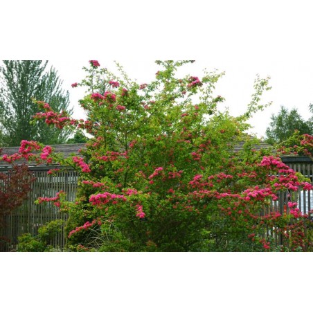Crataegus laevigata 'Pink Corkscrew'