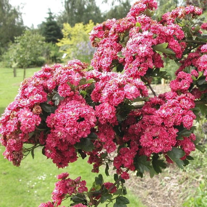 Crataegus laevigata 'Pink Corkscrew'