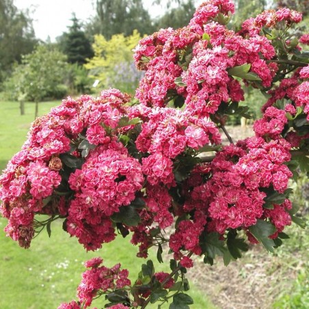 Crataegus laevigata 'Pink Corkscrew'