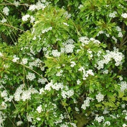 Crataegus monogyna 'Compacta'