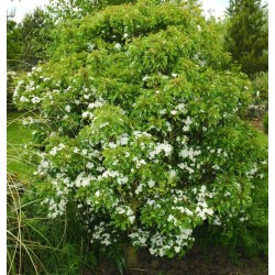 Crataegus monogyna 'Compacta'