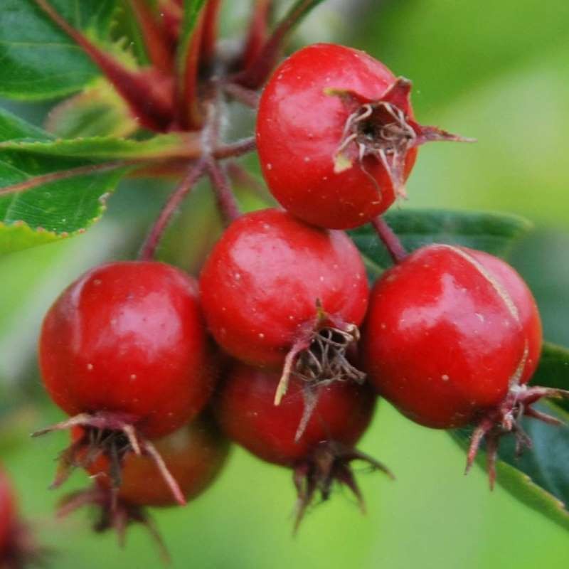 Crataegus persimilis 'Prunifolia'