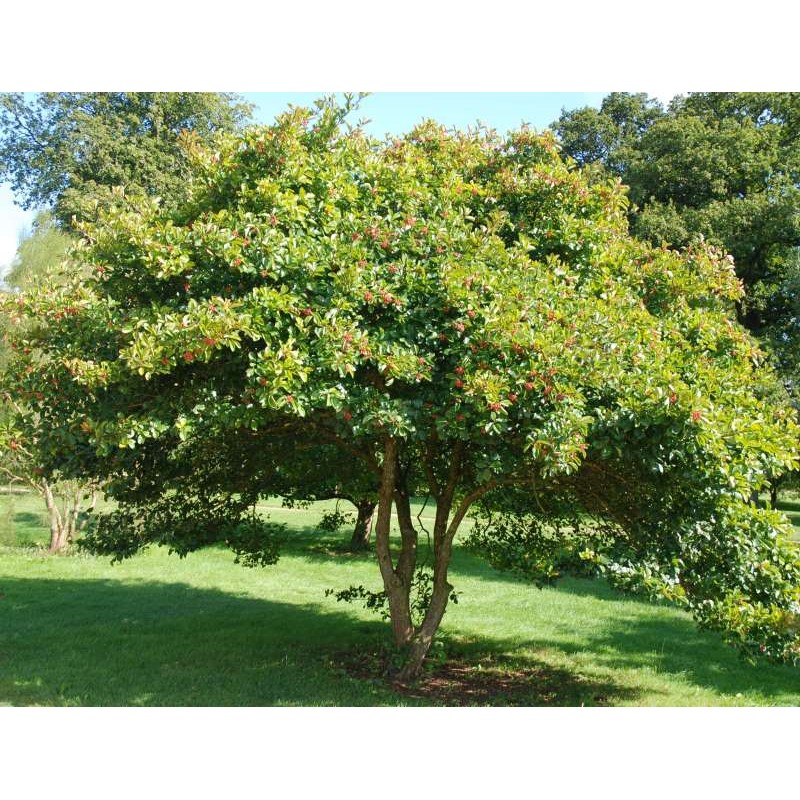 Crataegus persimilis 'Prunifolia'