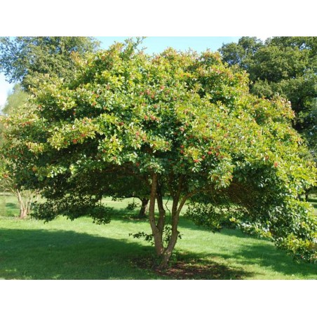 Crataegus persimilis 'Prunifolia'