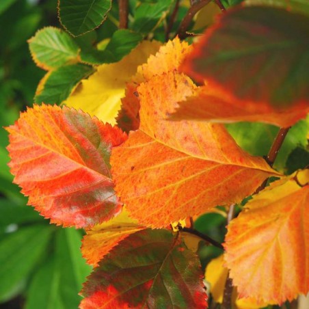Crataegus persimilis 'Prunifolia'