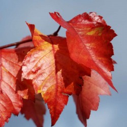 Crataegus phaenopyrum - autumn colour