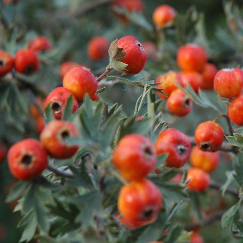 Crataegus tanacetifolia