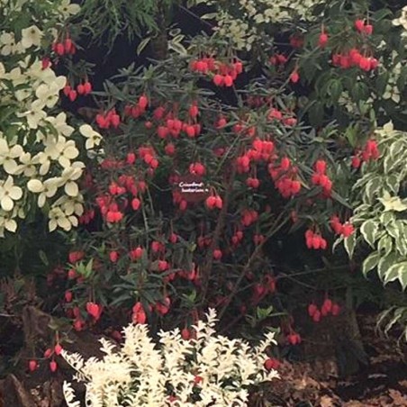 Crinodendron hookerianum Crinodendron hookerianum