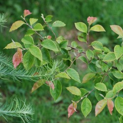 Pseudocydonia sinensis