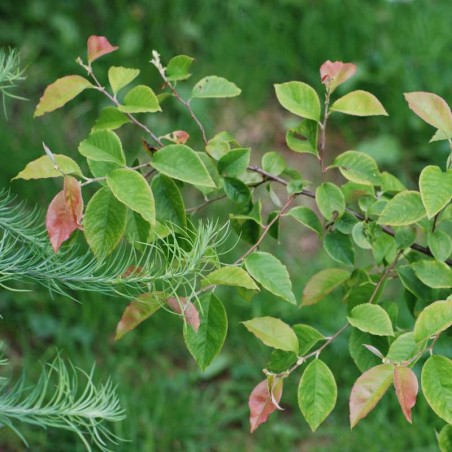 Pseudocydonia sinensis Pseudocydonia sinensis