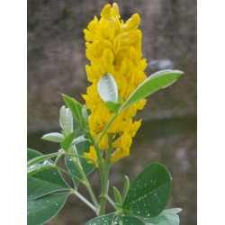 Cytisus battandieri