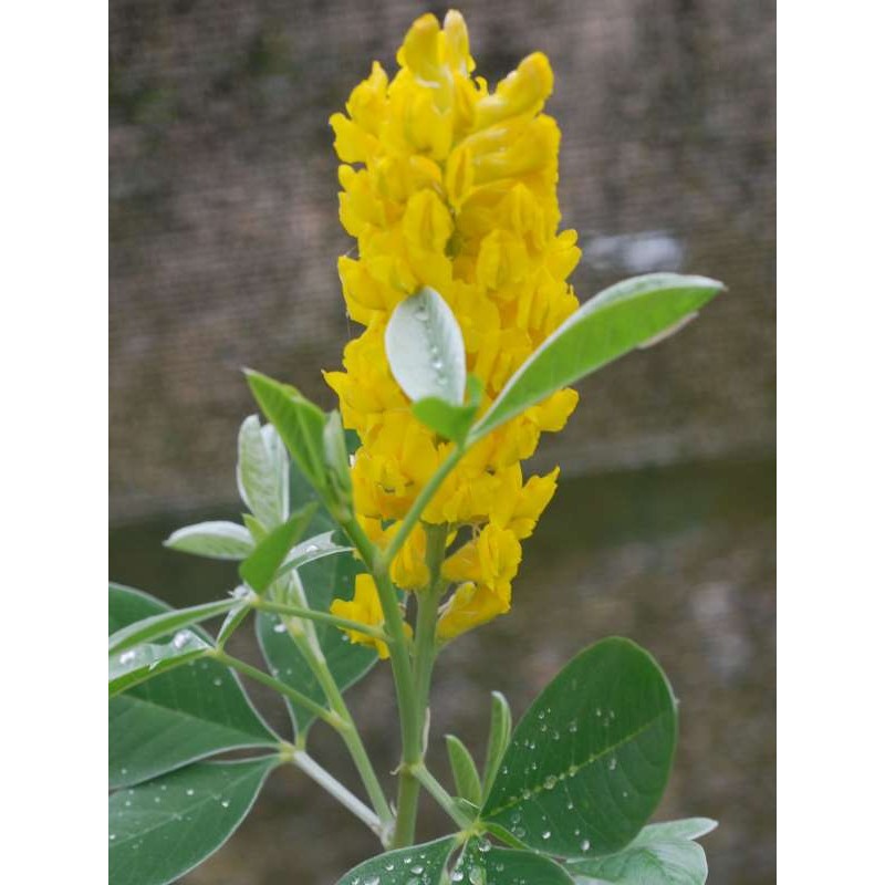 Cytisus battandieri