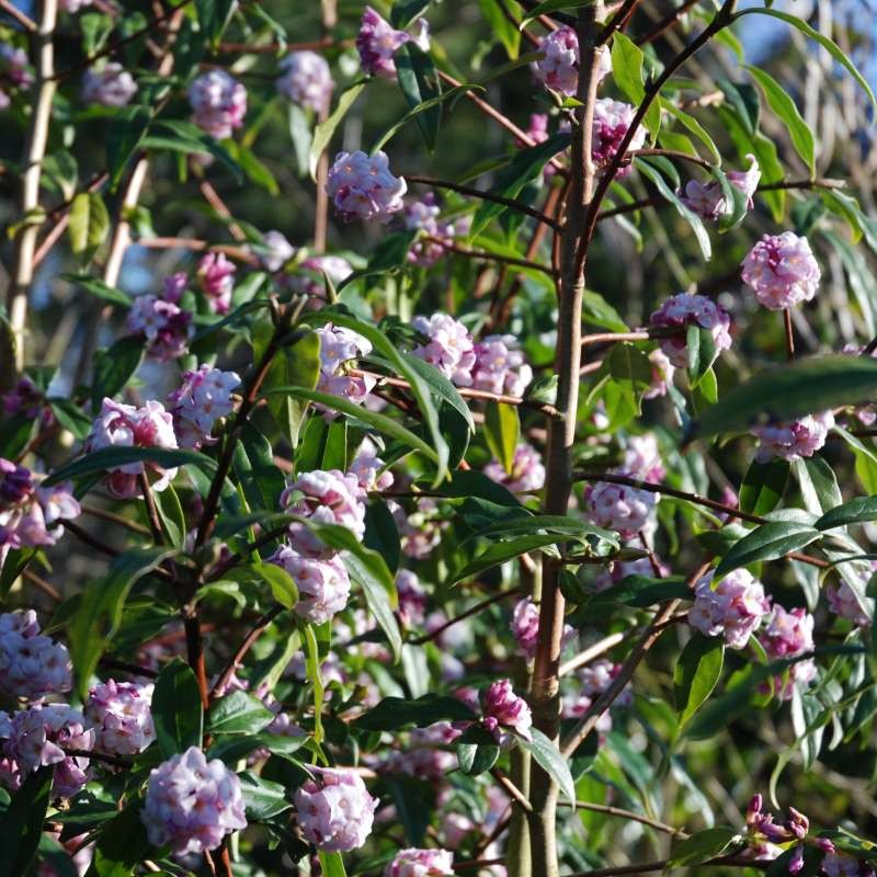 Daphne bholua 'Jacqueline Postill'