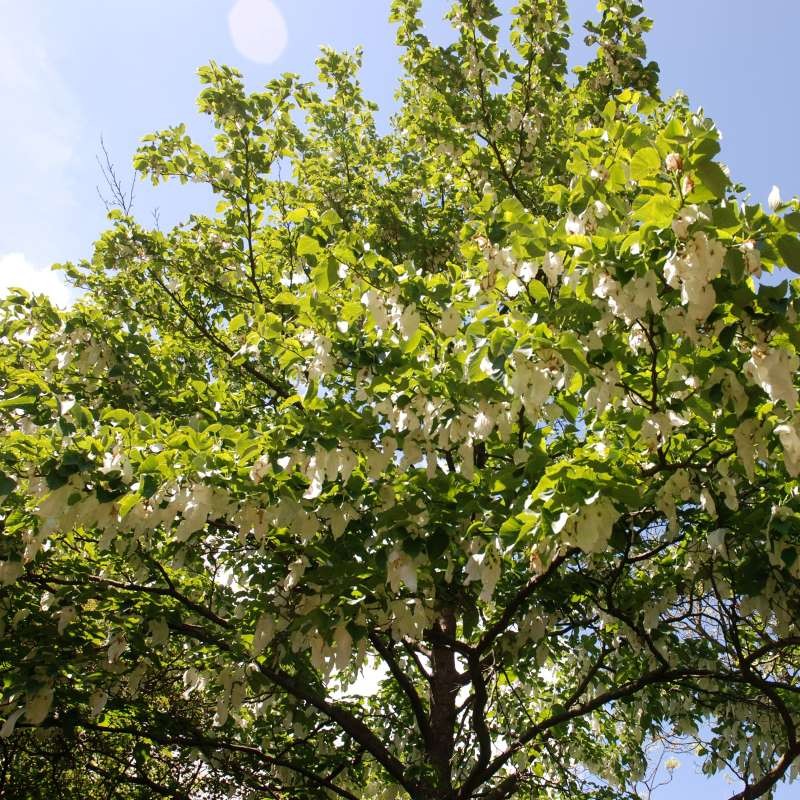 Davidia involucrata