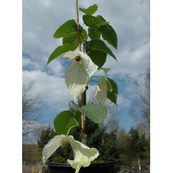 Davidia involucrata 'Sonoma'