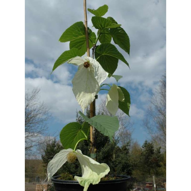 Davidia involucrata 'Sonoma'