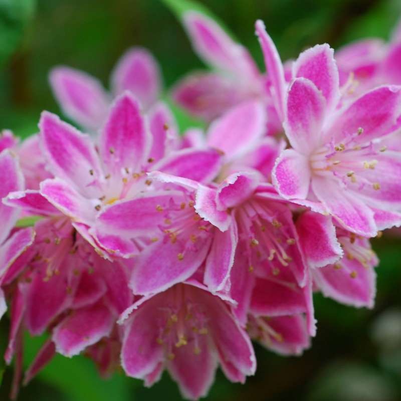 Deutzia x hybrida 'Strawberry Fields' - close up of flowers