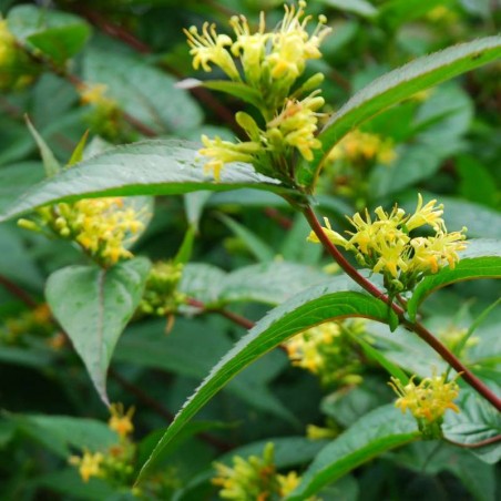 Diervilla x splendens