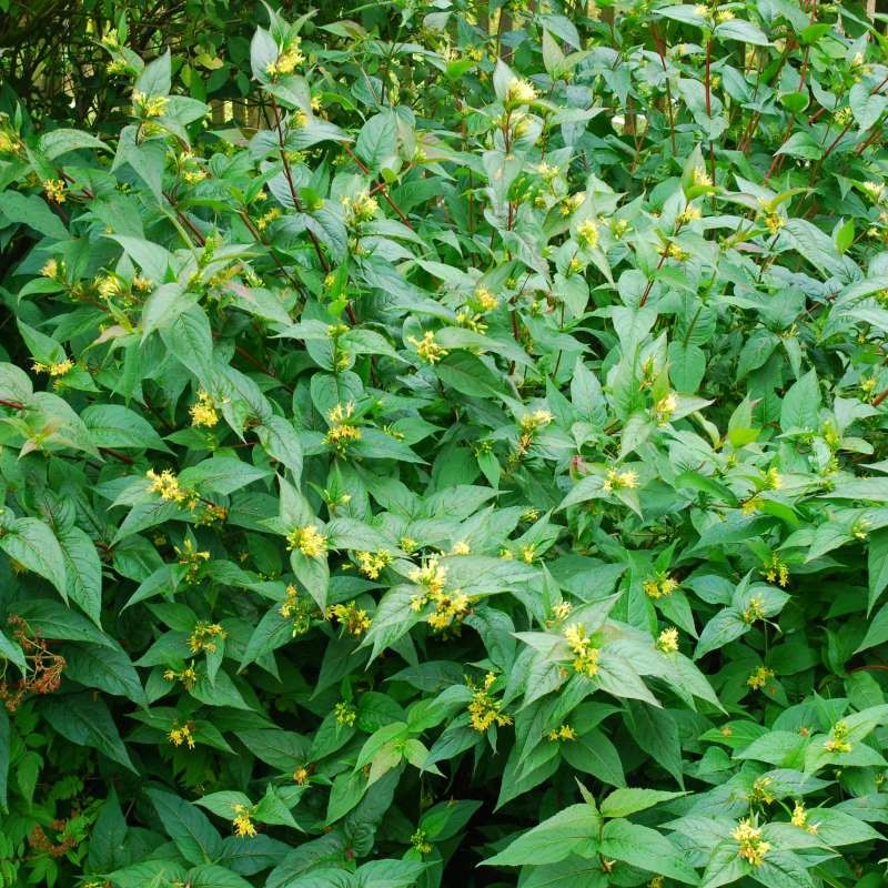 Diervilla x splendens