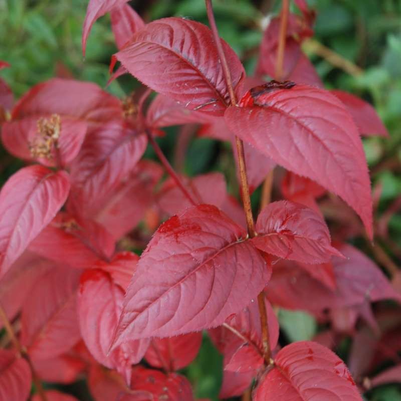 Diervilla x splendens