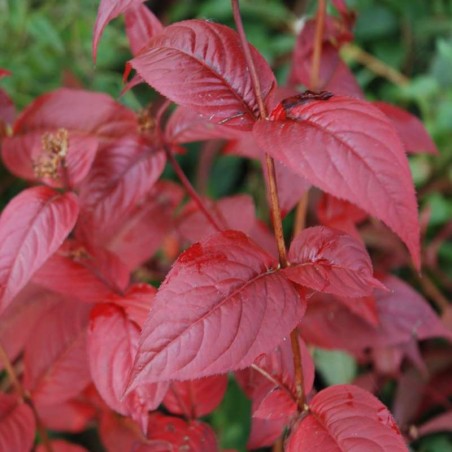 Diervilla x splendens