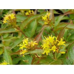 Diervilla sessilifolia