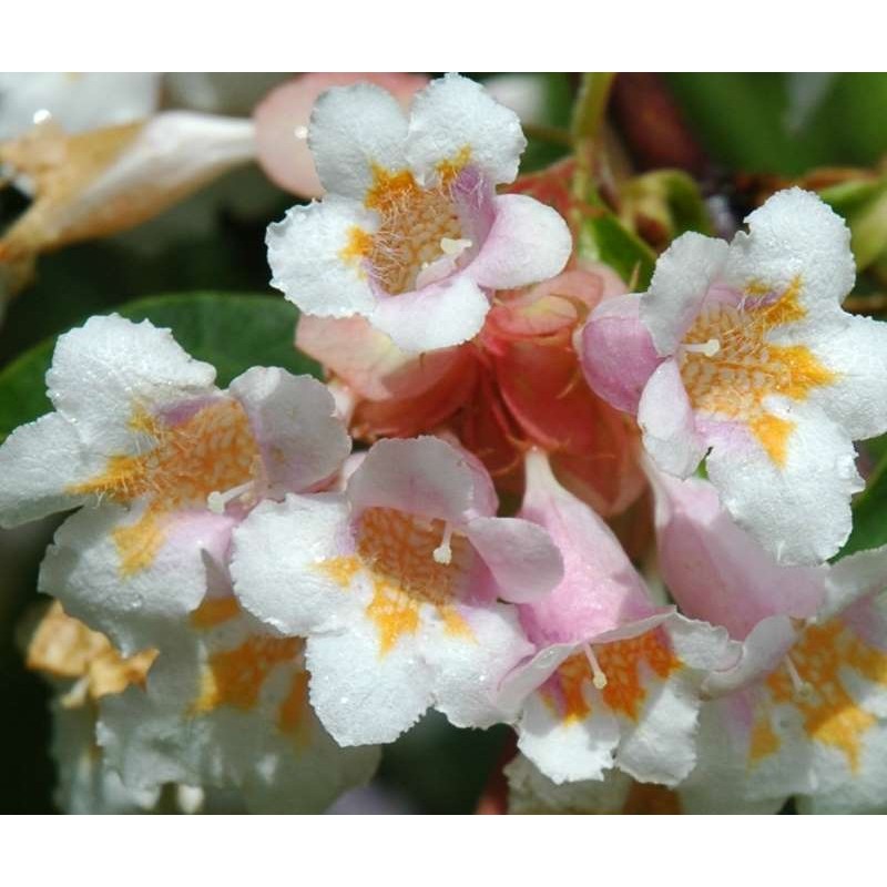 Dipelta floribunda - summer flowers (close up)