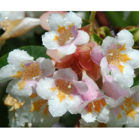 Dipelta floribunda - summer flowers (close up) Dipelta floribunda - summer flowers (close up)