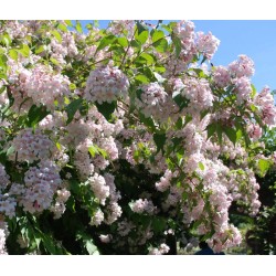 Dipelta floribunda - summer flowers
