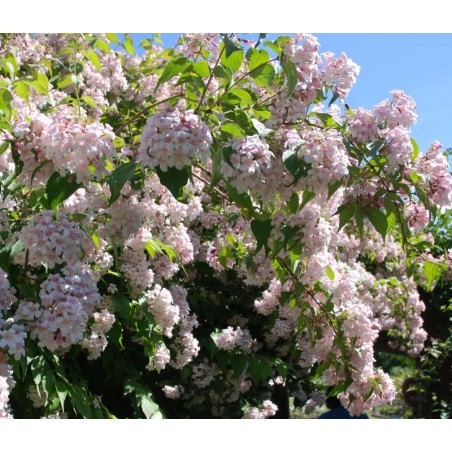 Dipelta floribunda - summer flowers Dipelta floribunda - summer flowers