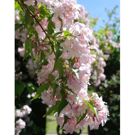 Dipelta floribunda - summer flowers (2) Dipelta floribunda - summer flowers (2)